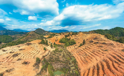 近年來，江西省撫州市南豐縣市山鎮(zhèn)竹源村因地制宜扶持當(dāng)?shù)剞r(nóng)戶利用荒山坡地種植油茶，使油茶成為山區(qū)群眾致富奔小康的綠色產(chǎn)業(yè)。圖為竹源村油茶種植區(qū)。 謝 東攝（人民視覺）