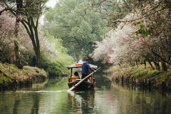 杭州西溪濕地，河岸梅花盛開。圖片來源：視覺中國